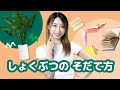 Learn Japanese with Children's Books - Growing Plants | ã—ã‚‡ãã¶ã¤ã®ã€€ãã ã¦æ–¹