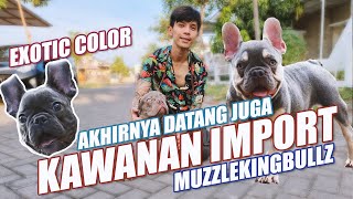 JENGUK MY FRENCHIE PACK DI TEMPAT BOARDING..SERU BANGET GUYSS by Nextpets Channel 1,000 views 2 years ago 10 minutes, 31 seconds