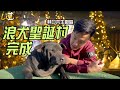 你絕對沒來過的聖誕村！竟然能打造這麼棒的浪浪空間！完工 浪犬的聖誕村