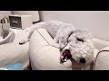 [Bedlington terrier] Sweethome /Mukbang/ASMR の動画、YouTube動画。