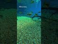 息をのむ水中絶景🌊🐠 Osmo Action 6で撮影した透明な川の世界