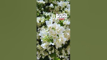 القارئ عمار العبيدي