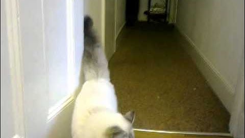 Humphrey the Ragdoll Cat Plays Fetch