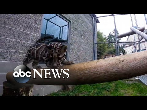 Video: Pet Scoop: Zoo Hand-Rears Štiri redki Cloud Leopard Cubs, dva mladička shranjena pred ognjem