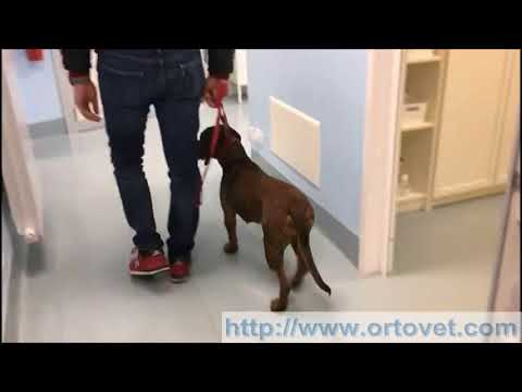 Video: Osteocondrite Dissecante (OCD) Nei Cani