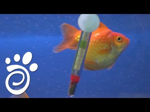 Температура Воды Для Аквариума (Часть Первая).  Все О Домашних Животных