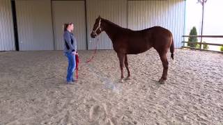 Cracking Lunge Whip With Holly