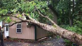 Dangerous Idiots Tree Felling Fails With Chainsaw, Heavy Big Tree Removal Failling On Houses