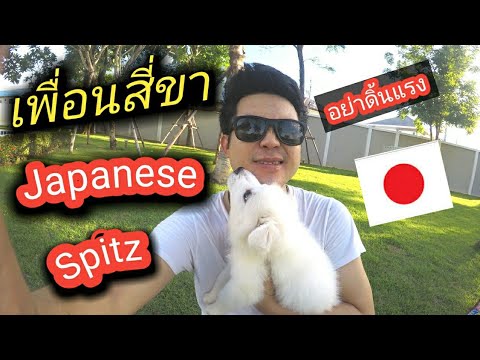 วีดีโอ: สุนัขพันธุ์อเมริกันเอสกิโมหรือสุนัขพันธุ์เอสกิโมสปิตซ์ Hypoallergenic, Health And Life Span