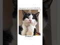 The best story cat to the #youtubeshort #trending #animation video