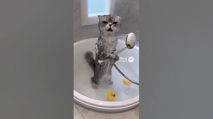 Video 11834561: bathroom cat funny, funny cat shower, loud cat, funniest cats, cat cute funny