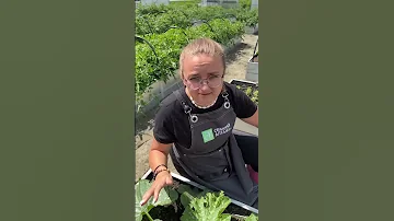 Чем болеет кабачок?! #сад #дача #семенаалтая