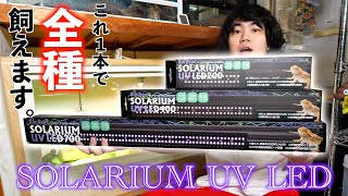 これ1本で全て飼える！最新爬虫類用ライトが最強すぎる…！【バータイプソラリウムUV LED】