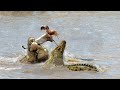 How Hungry Crocodile Attack And Eating Gazelle ? Animal Life