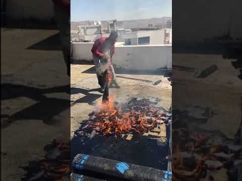 Video: En Komik Nedeni İçin Cop Car İçine Domuz Kurbağası