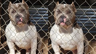 American Bully Kennel update