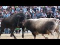 KADİRAĞA &  BOZO = MÜTHİŞ BİR FİNAL ÖZMAL BAŞALTI FİNAL GÜREŞİ   / KORIDA BULLFIGHTING /