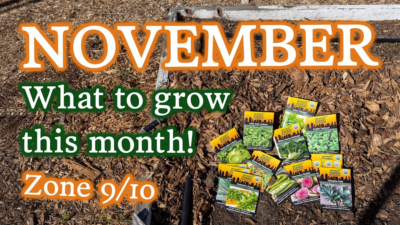 Vegetables Herbs Flowers To Plant In November In Zones 9 10 YouTube Vegetables Herbs Flowers To Plant In November In Zones 9 10 YouTube
