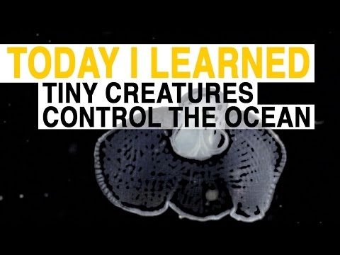TIL: The World’s Largest Migration Isn’t What You Think | Today I Learned