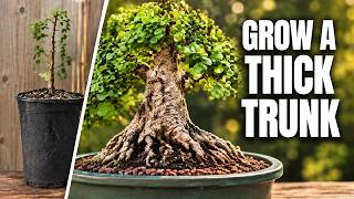 Details 5 Mistakes Keeping Your Bonsai Trunk Thin (How to Grow a Thicker Trunk) - Bonsai for Beginners Guide