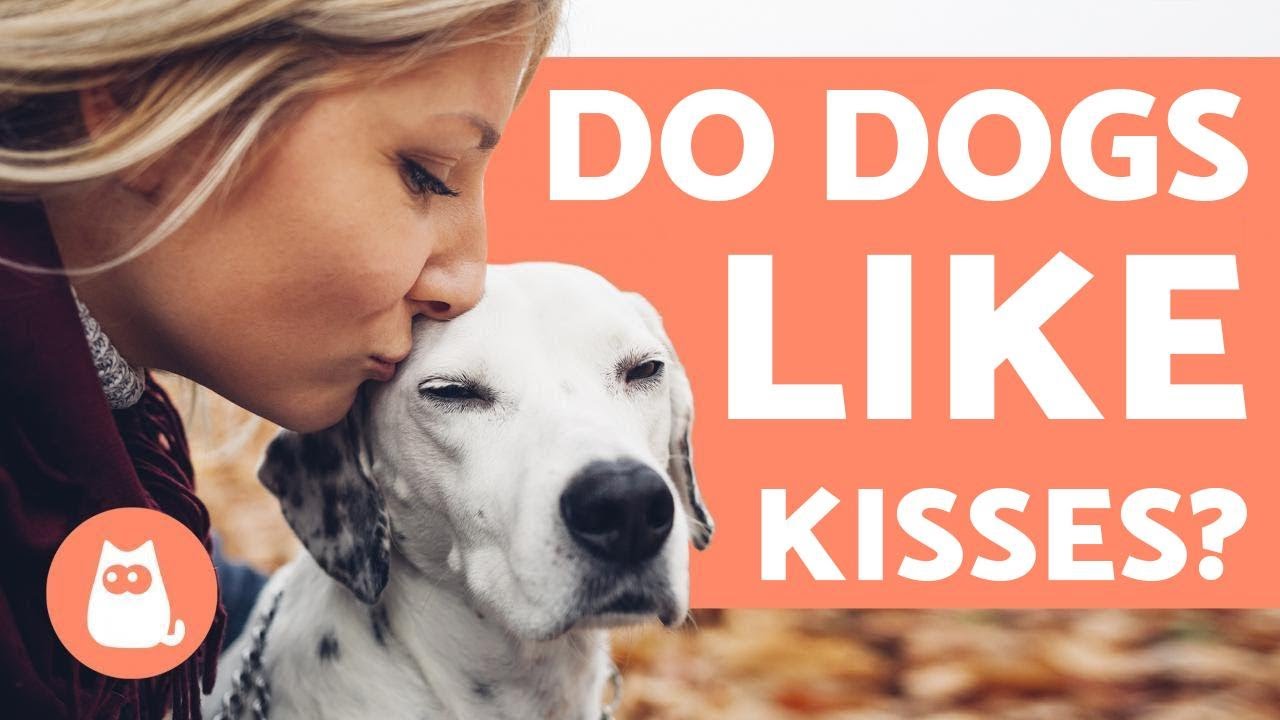 Are Dog Licks Like Kisses?