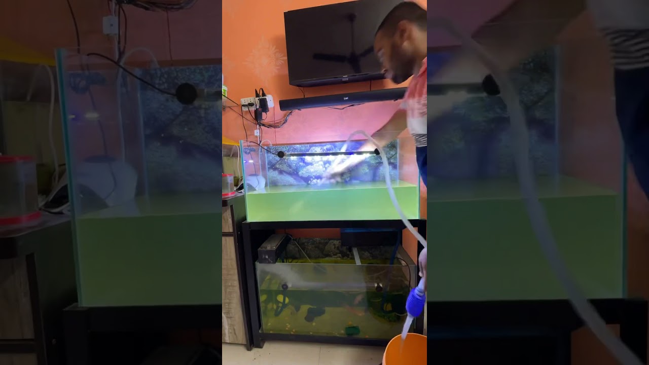 How to clean aquarium sand | cleaning aquarium | water change of aquarium #petsvlog #aquariumsetup