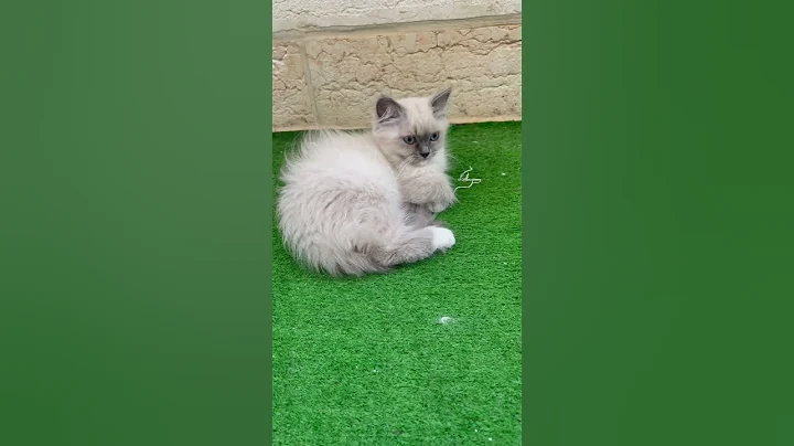 Video 6167471: meow kitten catlover kitty, pets catlover meow kitty, cats catlover kitten meow, kitten funny catlover kitty, meow cute kitty catlover, kitten catlover gatos, angry kitten