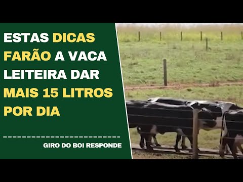 ESTAS DICAS FARÃO A VACA LEITEIRA DAR MAIS 15 LITROS POR DIA