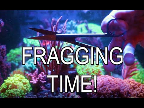 Videó: Tehetsz koralltöredéket?