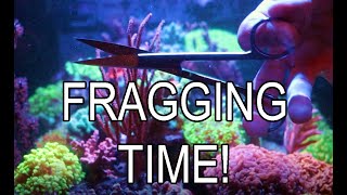 How To Frag Soft Corals screenshot 4