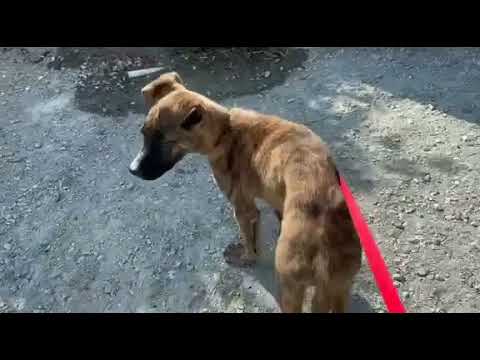 Video: Hunden Gis Gratis. Hva Er Fellen?