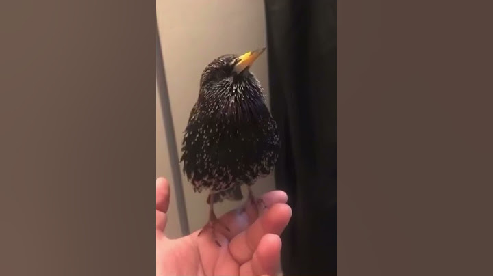 R2D2 Bird