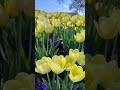 The Magic of Spring: Tulips &amp; Windmills