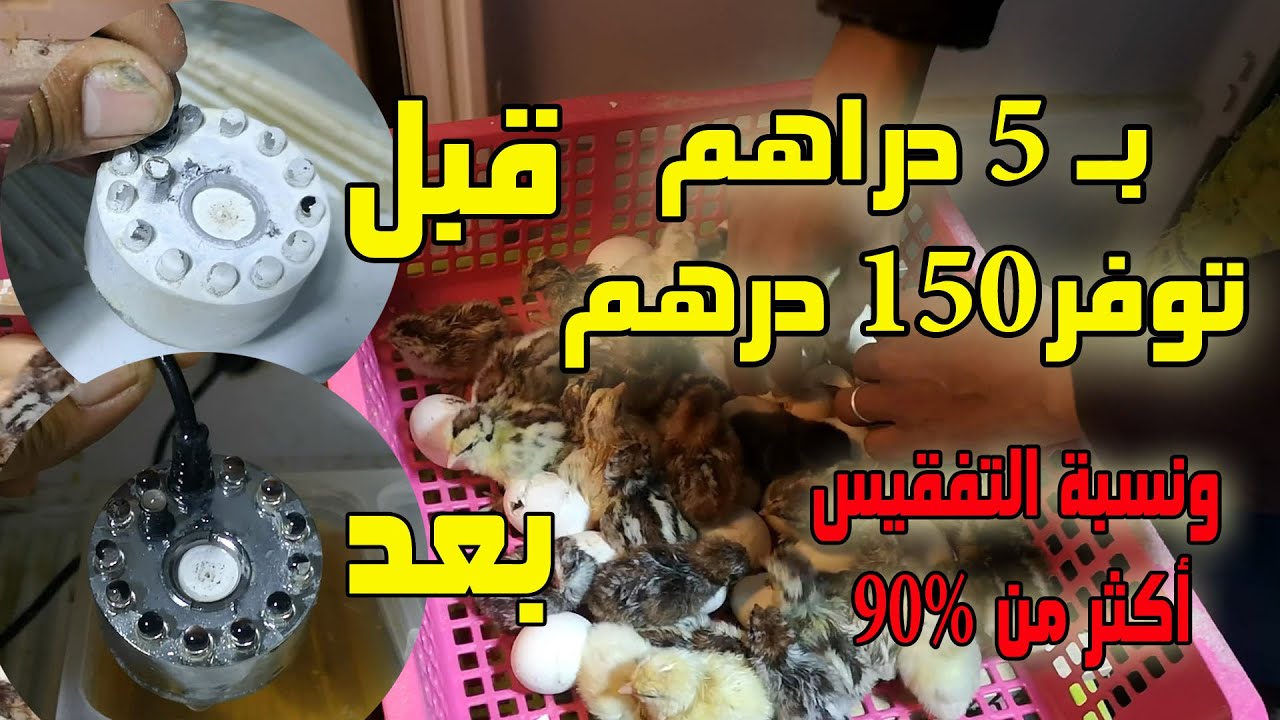 طريقتي في تنظيف الفواحة وتوفير مبلغها لشراء الدجاج وفقاسة فاقت نسبة التفقيس فيها 90 في المئة