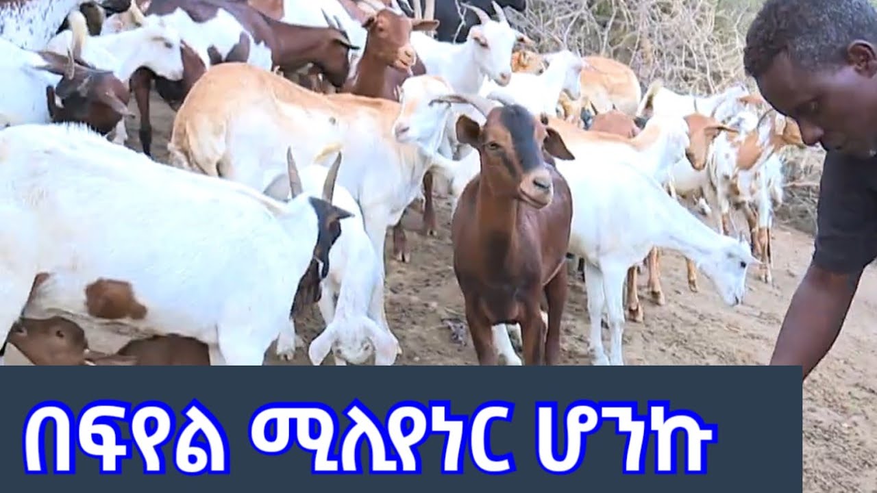 መነሻየ 4 ፍየሎች ናቸው | አሁን 300 ፍየል አለኝ | በስደት ብዙ ተንከራትቻለሁ | ሚሊየነር ነኝ | #sheep #sheepfarm #sheepgoatfarm