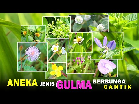 Video: Ketahui Tentang Tumbuhan Spilanthes - Petua Untuk Penanaman Dan Penjagaan Spilanthes