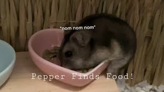 Pepper Finds Food!
