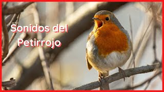 SONIDOS del PETIRROJO (20 Minutos)  🐦🎶🔊 by Relax Your Mind 666 views 2 years ago 21 minutes