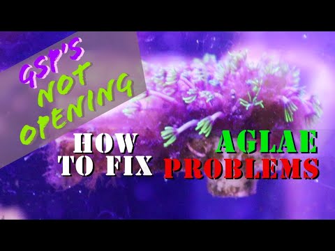 How To Get Rid Of Algae Causing Green Star Polyps To Not Open Fully (DIY Treatment) - A1A Adventures