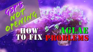 How To Get Rid Of Algae Causing Green Star Polyps To Not Open Fully (DIY Treatment)  A1A Adventures