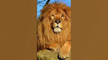 صوت المعلقين عل الاعبين 