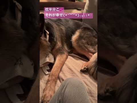 【ジャーマンシェパード】おやすみ♥️ #cute #angel #germanshepherd #ジャーマンシェパード #大型犬 #大型犬のいる生活