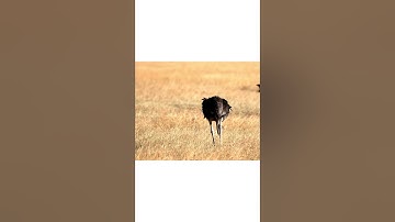 CÙNG BÉ TÌM HIỂU VỀ LOÀI CHIM ĐÀ ĐIỂU  #rubytv #chim  #behocnoi