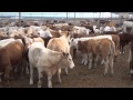 Charolais Mexicano