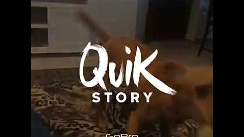 A Day in the Life of Taco