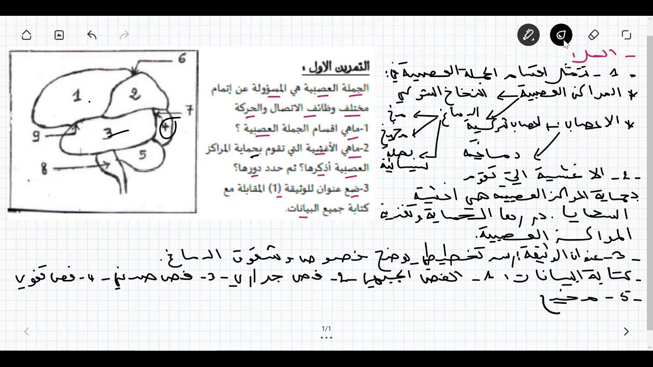 تمرين جيد خاص بالجملة العصبيىة ( شقوق و فصوص الدماغ)
