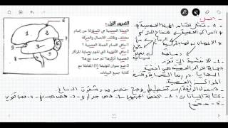تمرين جيد خاص بالجملة العصبيىة ( شقوق و فصوص الدماغ)