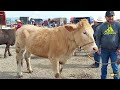 PLAZA GANADERA-RUMBO A MORELIA-LO MEJOR EN TOROS,CABALLOS Y BORREGOS-COMIDAS INCREIBLES EN LA PLAZA,