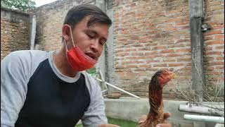 Cara memilih indukan pakhoy yang bagus #indukanpakhoy