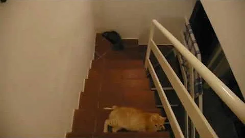 Watch the video about Pixie